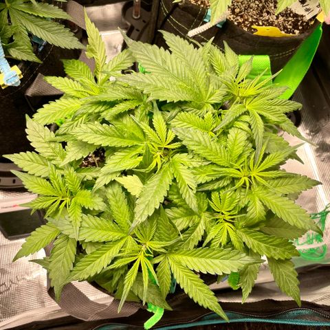Bruce Banner #1 growlog timeline photo