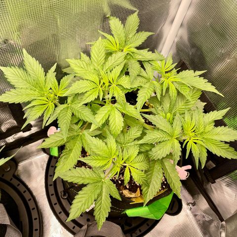 Growlog-Zeitleistenfoto von White Widow #1