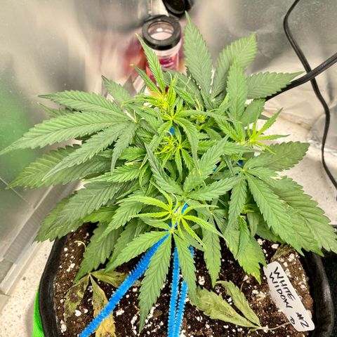 White Widow #2 growlog timeline photo