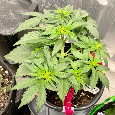 White Widow #3 growlog timeline photo