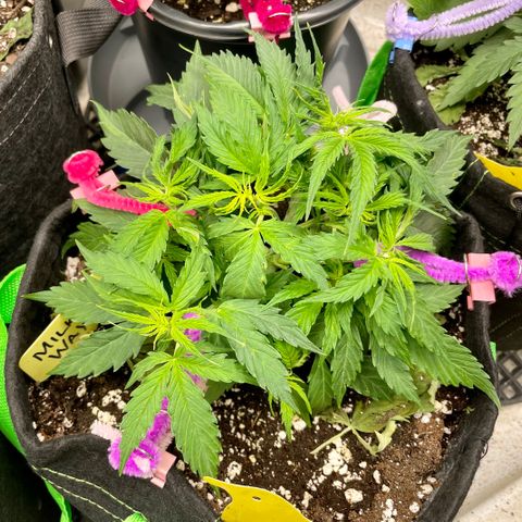 Milky Way - Variegated growlog timeline photo