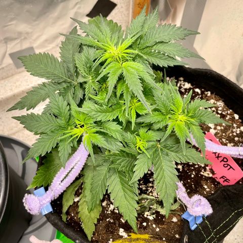 Sexxpot #1 growlog timeline photo