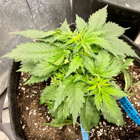 Blue Knight #1 growlog timeline photo