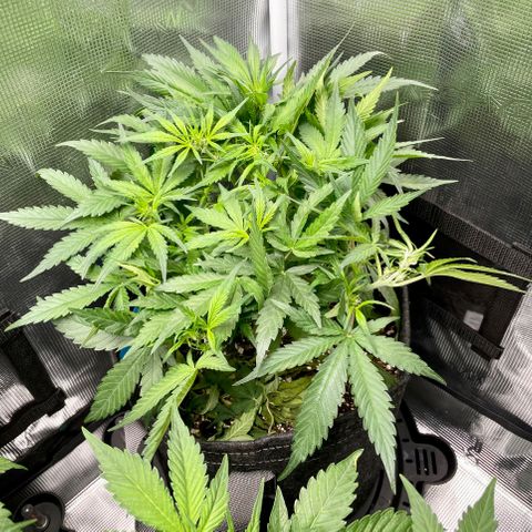 Cinderella #1 growlog timeline photo