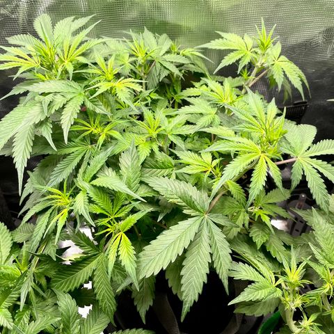 Do-Si-Dos #1 growlog timeline photo