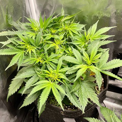 Moonshine Cookies growlog timeline photo
