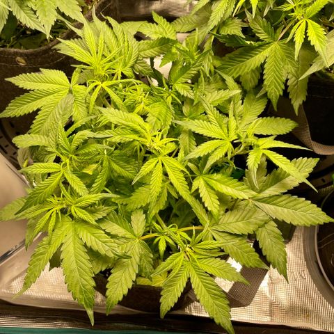 Bruce Banner #1 growlog timeline photo