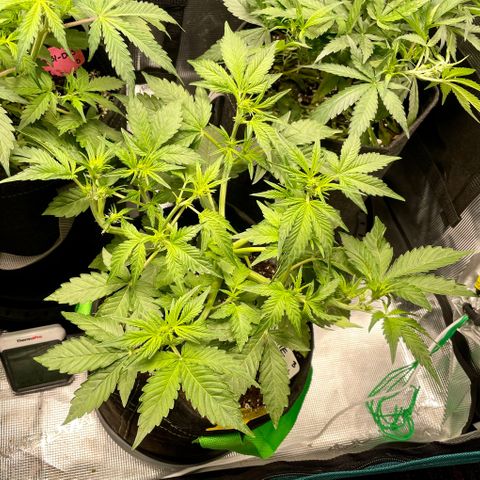 Growlog-Zeitleistenfoto von White Widow #1