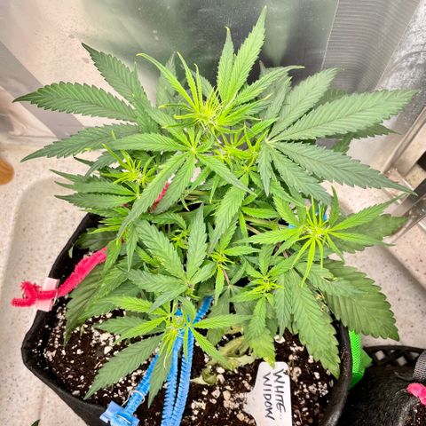 White Widow #2 growlog timeline photo
