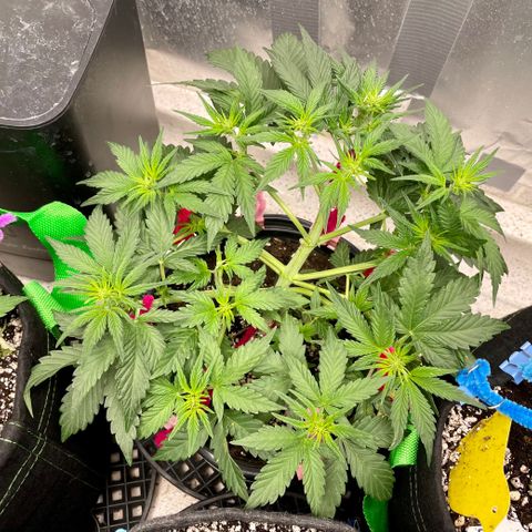 White Widow #3 growlog timeline photo