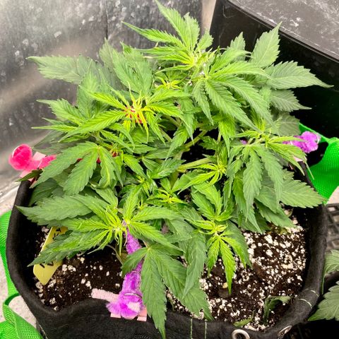 Milky Way - Variegated growlog timeline photo