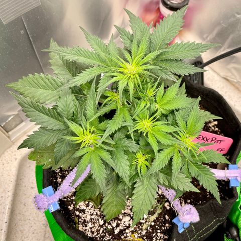 Sexxpot #1 growlog timeline photo