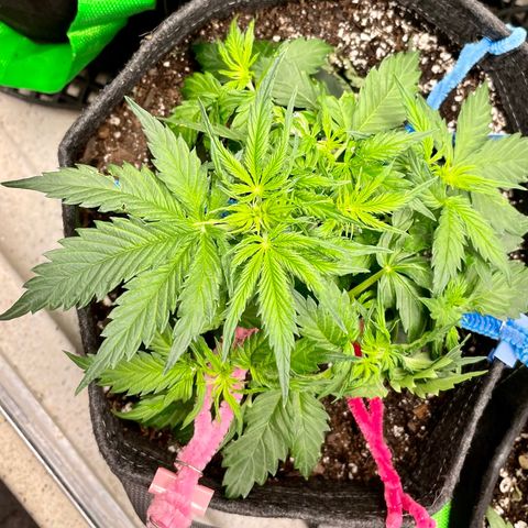 Blue Knight #1 growlog timeline photo