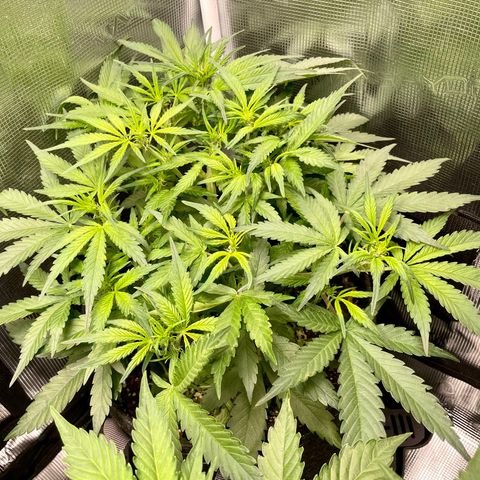 Cinderella #1 growlog timeline photo