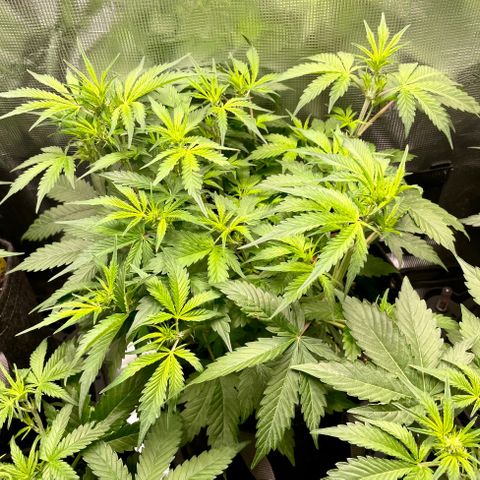 Do-Si-Dos #1 growlog timeline photo