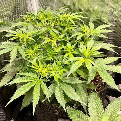 Moonshine Cookies growlog timeline photo