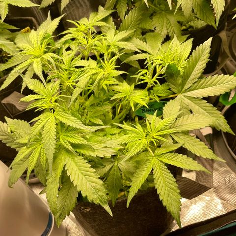 Bruce Banner #1 growlog timeline photo