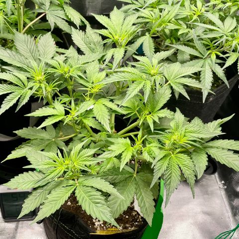 Growlog-Zeitleistenfoto von White Widow #1