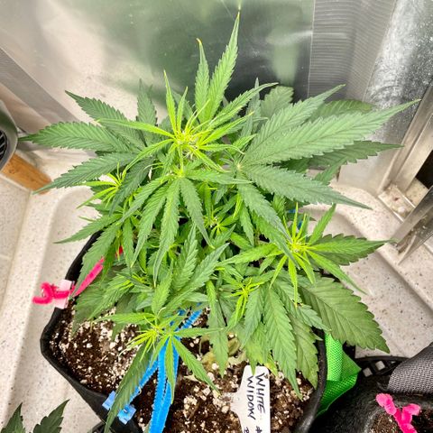 White Widow #2 growlog timeline photo