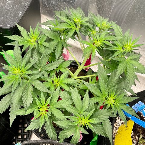 White Widow #3 growlog timeline photo