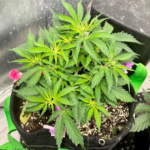 Milky Way - Variegated growlog timeline photo