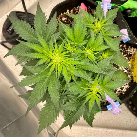 Sexxpot #1 growlog timeline photo