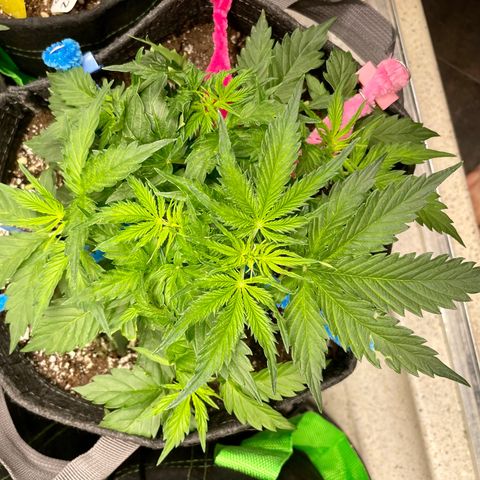 Blue Knight #1 growlog timeline photo