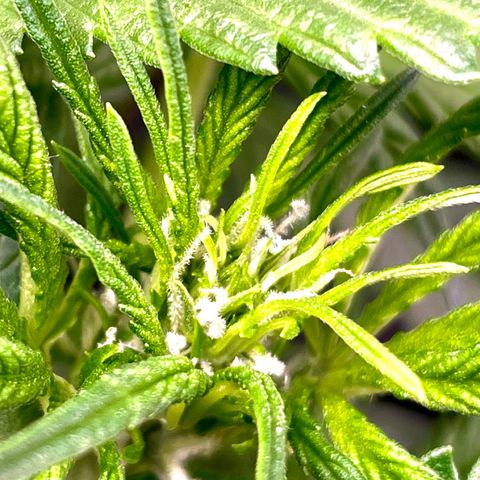 Cinderella #1 growlog timeline photo