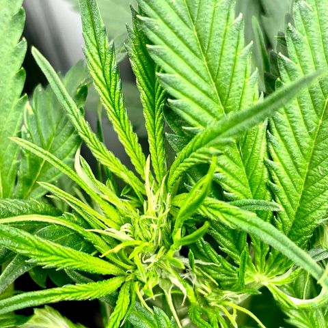 Moonshine Cookies growlog timeline photo
