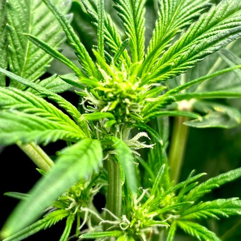 Growlog-Zeitleistenfoto von White Widow #1