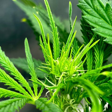 White Widow #2 growlog timeline photo