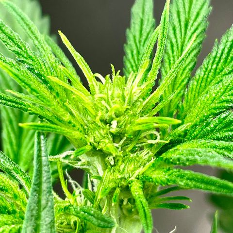 White Widow #3 growlog timeline photo