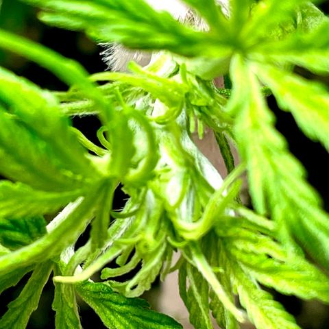 Milky Way - Variegated growlog timeline photo