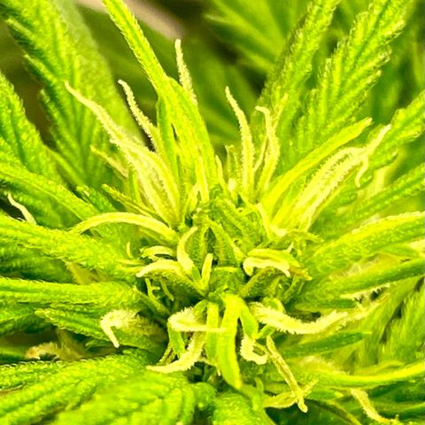 Sexxpot #1 growlog timeline photo