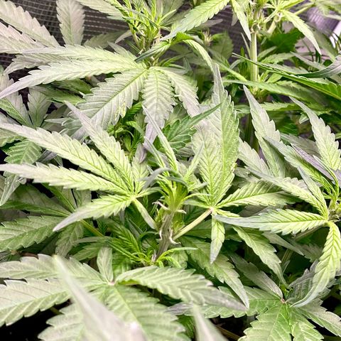 Cinderella #1 growlog timeline photo