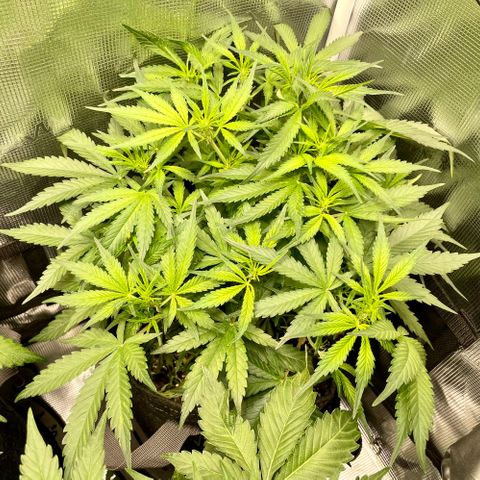 Cinderella #1 growlog timeline photo