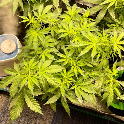 Do-Si-Dos #1 growlog photo: She’s a beast