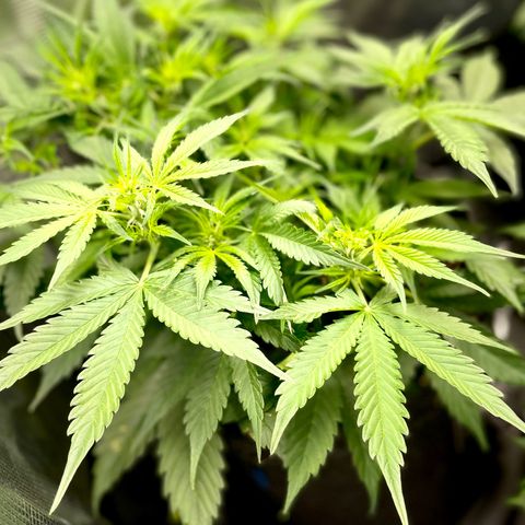 Moonshine Cookies growlog timeline photo