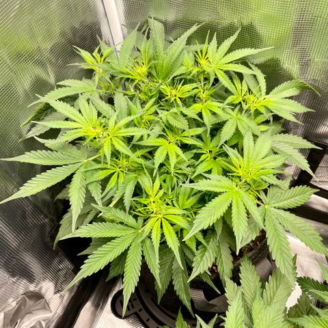 Moonshine Cookies growlog timeline photo