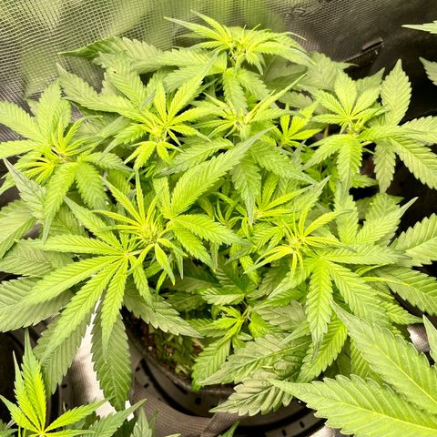 Bruce Banner #1 growlog timeline photo