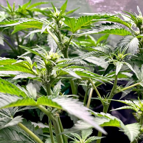 Growlog-Zeitleistenfoto von White Widow #1