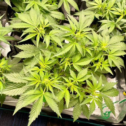 Growlog-Zeitleistenfoto von White Widow #1