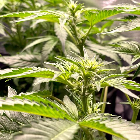 Growlog-Zeitleistenfoto von White Widow #1