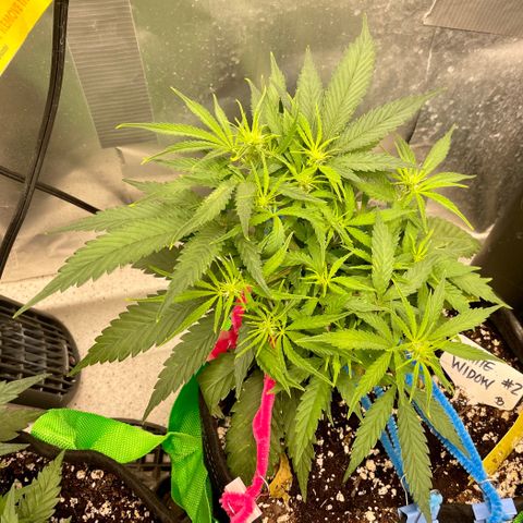 White Widow #2 growlog timeline photo