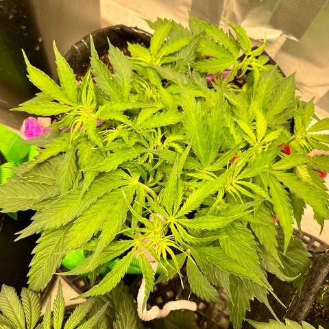 Milky Way - Variegated growlog timeline photo