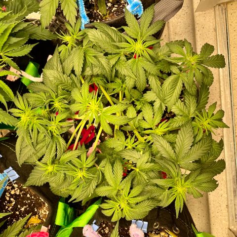 White Widow #3 growlog photo: Looking a bit droopy