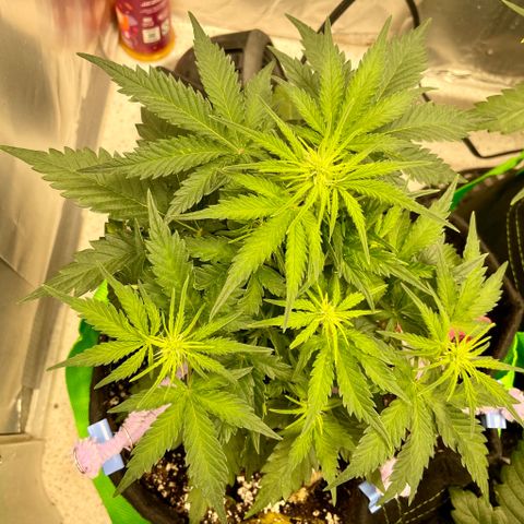 Sexxpot #1 growlog timeline photo