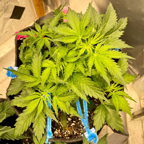 Blue Knight #1 growlog timeline photo