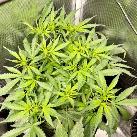Cinderella #1 growlog timeline photo