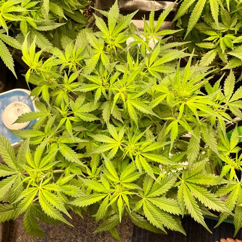 Do-Si-Dos #1 growlog timeline photo